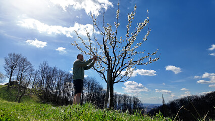 Man checking and examining blooming flowers of a fruit tree, indicating springtime season.