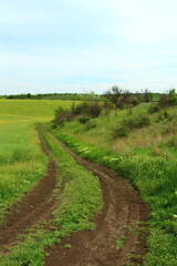 A dirt road in a field