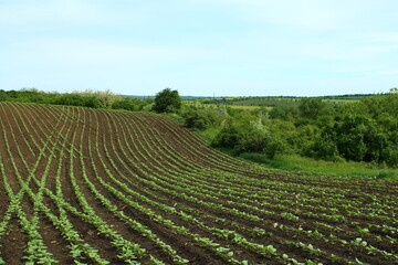 A field of crops