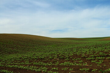 A field of green grass