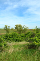 Fototapeta premium A grassy area with trees in the background