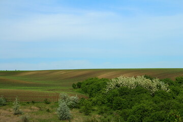 Obraz premium A landscape with trees and grass