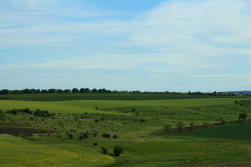 Fototapeta premium A grassy field with trees in the background
