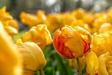 Jardin botanique aux tulipes de Keukenhof , à Lisse aux Pays-Bas	