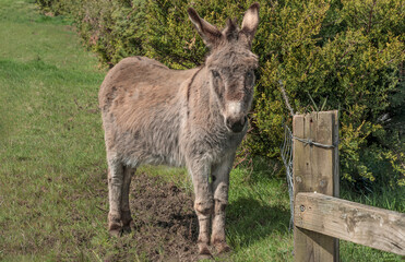 Cute grey donkey stood by a gate and a hedge