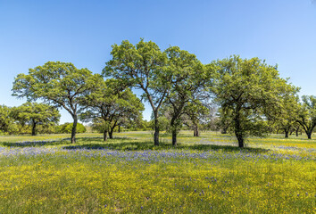 A meadow in the Texas hill country fulll of wildflowers and blue bonnets