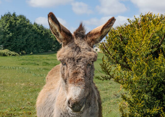 Closeup of a donkey in a friendly field