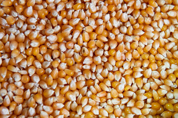 PILE OF organic dried CORN Kernels or maize FOR SALE AT A MARKET IN ARGENTINA