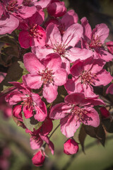 close up of decorative apple tree blossoms 