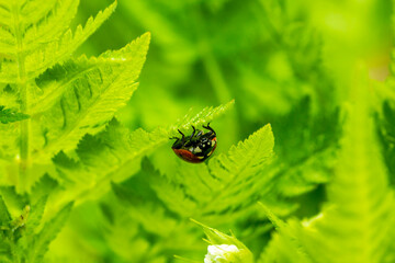 bug on leaf