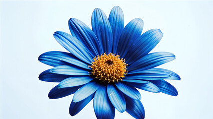 light blue flower, gerbera, bud, top view, close-up, on a white background