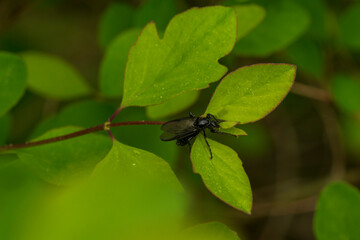 dragonfly on a leaf