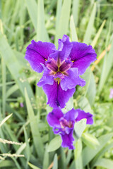 Beautiful Iris flower in garden.