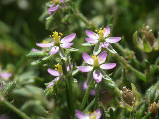 Fiore selvatico