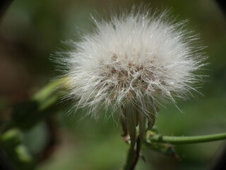 Seme © Steve Fossiant