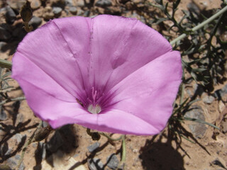 Campanula