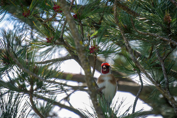 a goldfinch, carduelis carduelis, perched at a sunny springday on a twig from a swiss stone pine