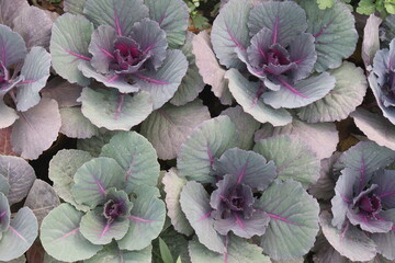 ornamental cabbage on nursery for sell