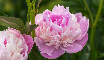 Peony Sorbet in garden on sunny day. lat. Paeonia Lactiflora Hybriden Sorbet. Big blooming pink peony flowers in spring. Happy Mothers, Earth Day