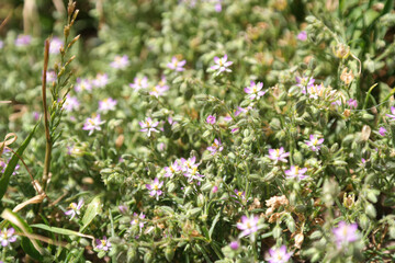 Fototapeta premium Fiori