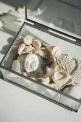 white, sea, nature, closeup, seashell, organic, natural seashells the sea a box with seashells