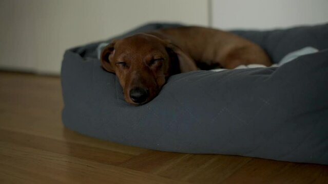 A dachshund puppy dozes off in a deep sleep in a dark blue dog bed, epitomizing comfort and tranquility. This image perfectly captures the restful moments of a pet's life in a domestic setting.