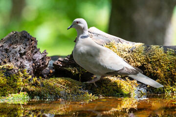 Wild pigeon sitting on moss by the water on a summer day