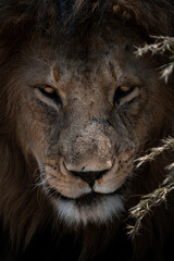 portrait of a lion
