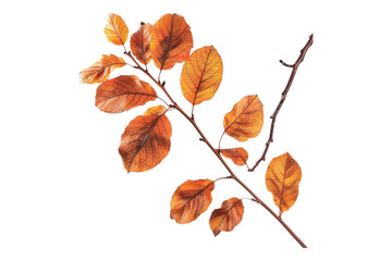 Fototapeta premium Autumn leaves on a branch isolated on transparent background