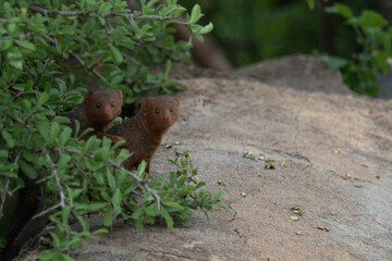 meerkat on the ground