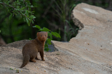 meerkat on the ground