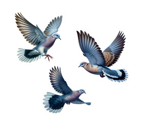 Obraz premium A set of beautiful Caribbean Doves flying, isolated on a transparent background