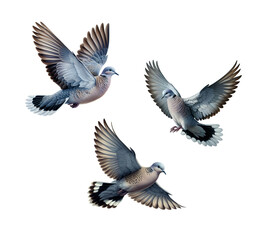 A set of beautiful Grey-fronted Doves flying, isolated on a transparent background