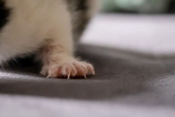 A paw with claws of a tiny kitten