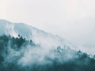 Natural forest background with foggy