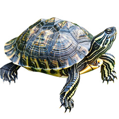 Obraz premium Realistic and full color vector of a sea turtle on a white background in a clean style. Vector.