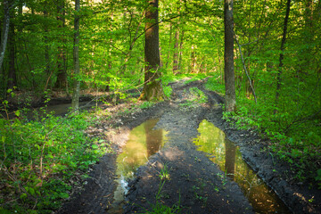 Puddles after rain on dirt road in green fresh forest