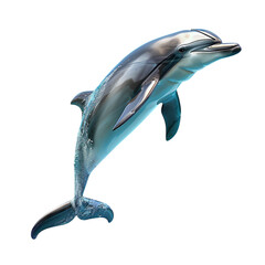 Dolphin isolated on white background. Realistic dolphin jump. Vector. Beautiful natural animal. 