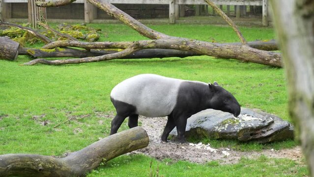 Tapir de Malaisie en train de manger au milieu de la nature. Malaysian tapir eating in the wild.