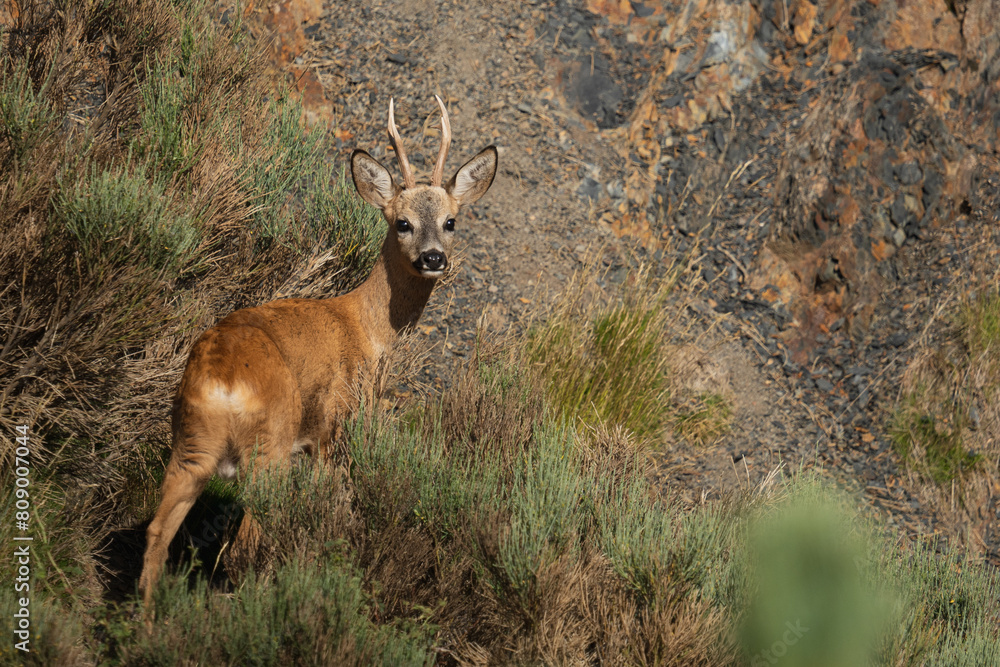 Wall mural deer in the grass