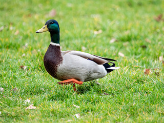 macho de pato de cuello verde caminando por un prado