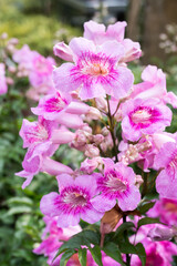 Obraz premium Beautiful Pink Trumpet Vine flowers.