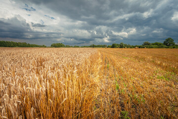 A half-mowed grain field and a stormy sky