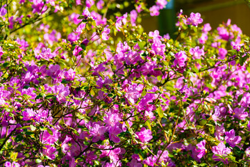 A stunning image capturing the intense pink color of a densely flowered azalea bush. This vivid display of spring blooms makes a perfect backdrop for any project related to gardening or botanical