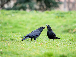 Dos cuervos en un prado