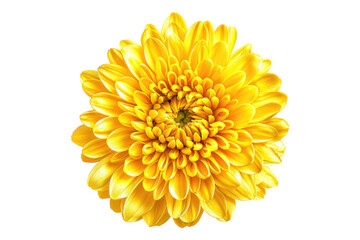 Yellow chrysanthemum flower isolated on transparent background