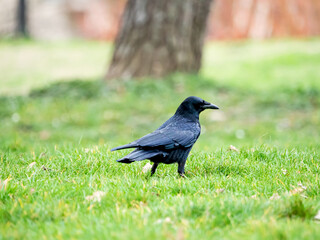 Cuervo negro de espaldas caminando por un prado