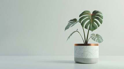 Monstera plant, houseplant in pot on white marble table with copy space