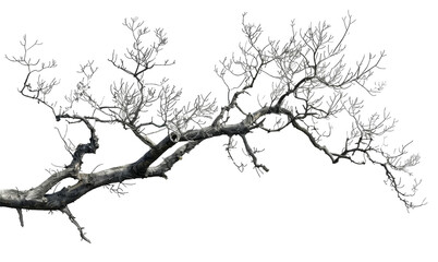 Twisted bare tree branch, detailed texture isolated on transparent background png
