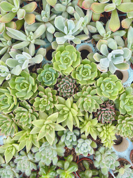 piante succulente dall'alto, succulent plants from above